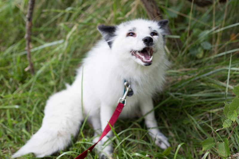 Zorro ruso domesticado. Wikimedia Commons